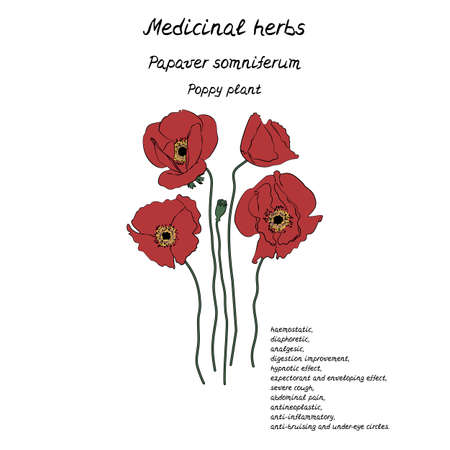 Line art illustration of hand drawn medicinal herb poppy with information about health benefitsのイラスト素材