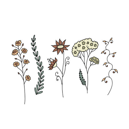 Hand drawn wild flowers illustrations set isolated on white background. Minimalist floral doodlesのイラスト素材