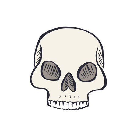 Hand drawn sketchy human skull isolated on white backgroundのイラスト素材