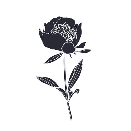 Black silhouette of peony flower isolated on whiteのイラスト素材