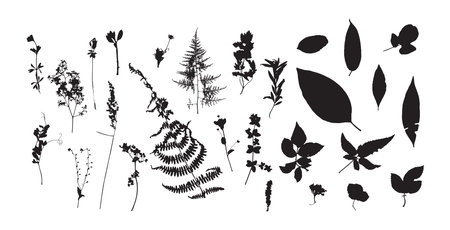 Rough edges dried floral black silhouettes setのイラスト素材