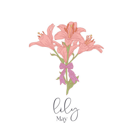 Hand drawn pink line art birth month May flower lily bouquet with bow. Botanical vector illustration with textのイラスト素材