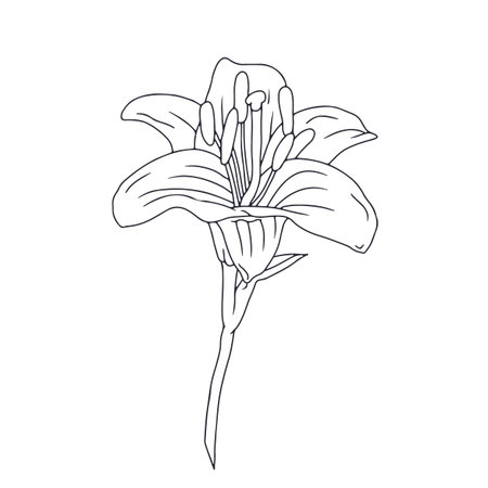 Hand drawn black line art lily bloom with stem. Monochrome birth month May flowerのイラスト素材
