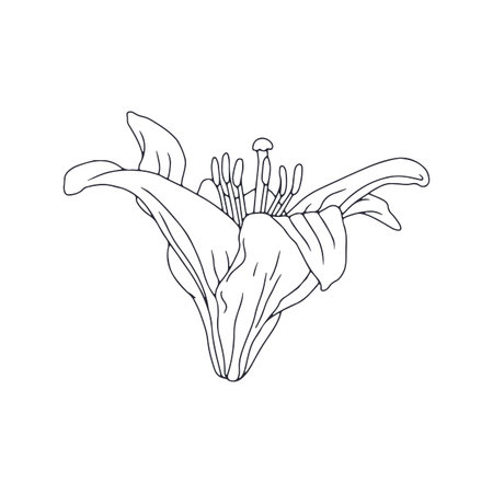 Hand drawn black line art lily bloom. Monochrome birth month May flower. Botanical vector illustrationのイラスト素材
