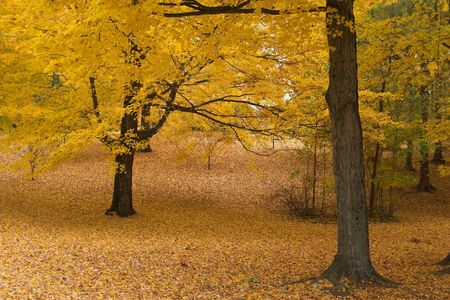 Golden Fall Trees on country road