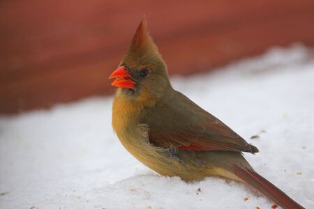 cardinal watching well enjoying bird seedの写真素材