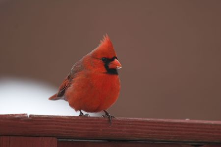 cardinal with snow on his beekの写真素材