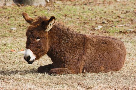 closeup of young donkey, is a family pet, resting in the cool of the dayの写真素材