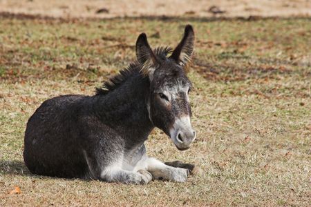 Young donkey is a family pet, resting in the cool of the dayの写真素材