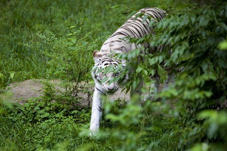 White Tiger prowling for food, brush is thick and is a good cover for her,White tigers are rare, they live an average of 12 to 15 yearsの写真素材