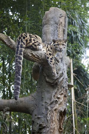 Beautiful Clouded leopard relaxing in tree,large eyes & tailの写真素材