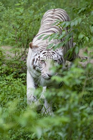 White Tiger prowling for food, brush is thick and is a good cover for her,White tigers are rare,...