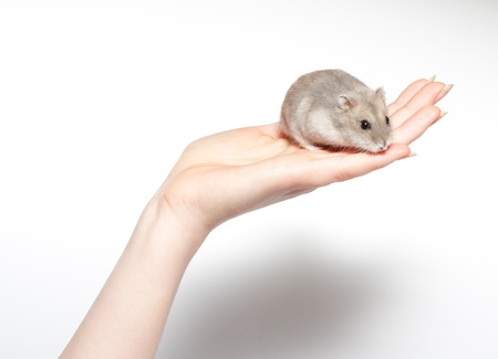 sitting hamster isolated on whiteの写真素材
