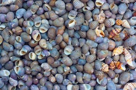 seashellsの写真素材