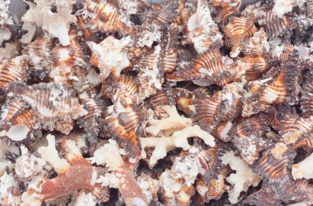 seashellsの写真素材