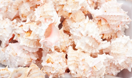 seashells