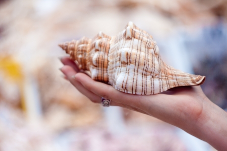 beach shell held in hand in a tropical placeの写真素材