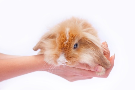 little rabbits in the hands of the white background isolatedの写真素材