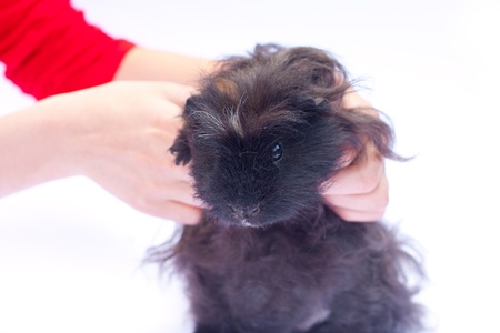 funny black cavy in hands on white backgroundの写真素材