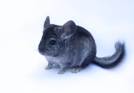 Young funny chinchilla sitting on white backgroundの写真素材