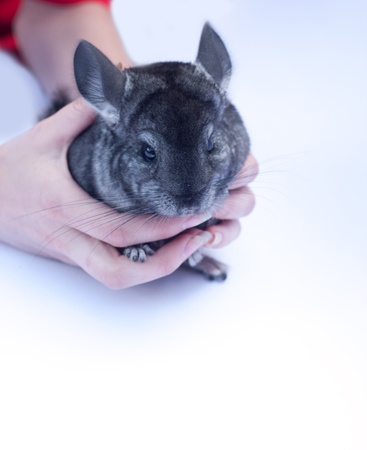Young chinchilla sitting in hands  on white backgroundの写真素材