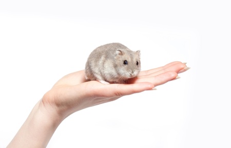 sitting hamster isolated in hand on whiteの写真素材