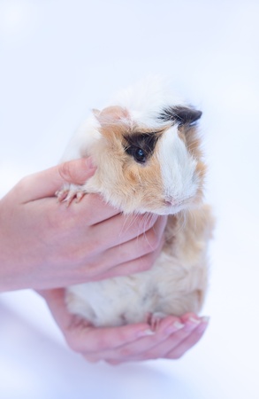 funny cavy on white background in handsの写真素材