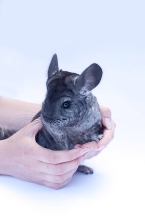 Young chinchilla sitting in hands  on white backgroundの写真素材