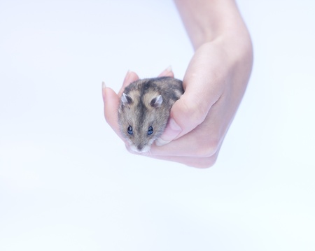 sitting hamster isolated in hand on whiteの写真素材