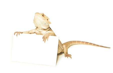 lizard holding card in hand on white backgroundの写真素材