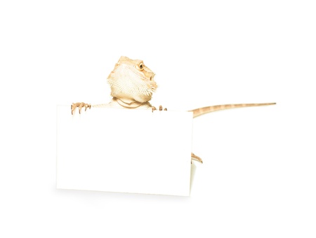 lizard holding card in hand on white backgroundの写真素材