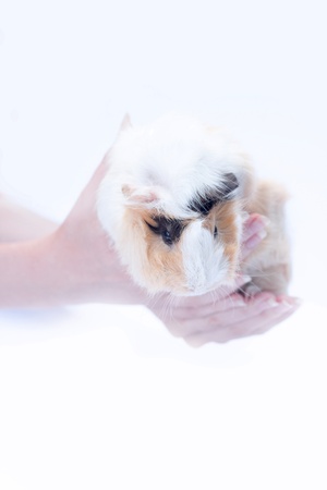 funny cavy on white background in handsの写真素材