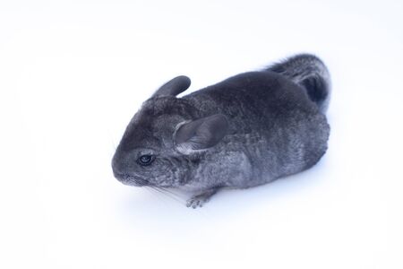 Young funny chinchilla sitting on white backgroundの写真素材