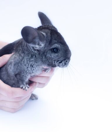 Young chinchilla sitting in hands  on white backgroundの写真素材