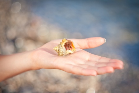 nice little Hermit crab crawling on handの写真素材