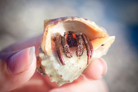 nice little Hermit crab crawling onの写真素材