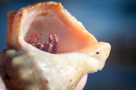 nice little Hermit crab crawling on