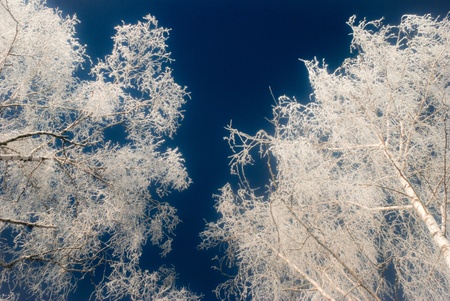Winter magic frosty cold january christmas scene