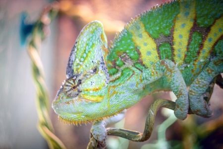 A  chameleon  sleeping on a branch.の写真素材