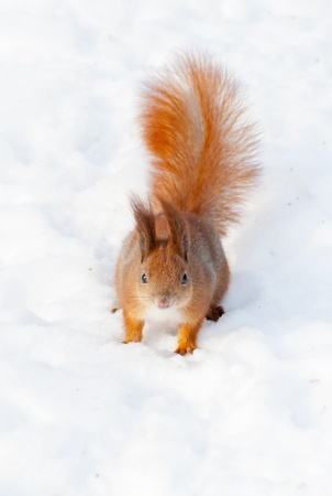 Red squirrel on the snow  taken in Kyiv, Ukraine, in winterの写真素材
