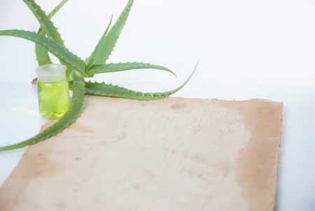 houseplant aloe with sheet of paperの写真素材