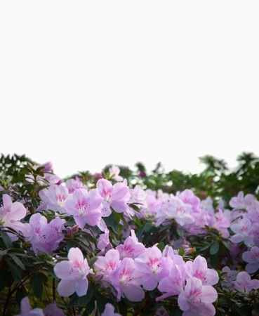 Blooming Pink Rhododendron (Azalea) close-up,の写真素材
