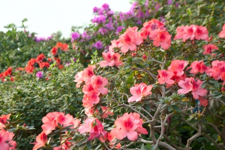 Blooming Pink Rhododendron (Azalea) close-up,の写真素材