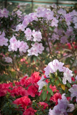 Blooming Pink Rhododendron (Azalea) close-up,の写真素材