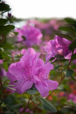 Blooming Pink Rhododendron (Azalea) close-up,の写真素材