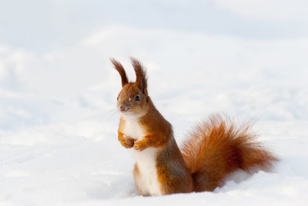 Red squirrel on the snow  taken in Kyiv, Ukraine, in winterの写真素材