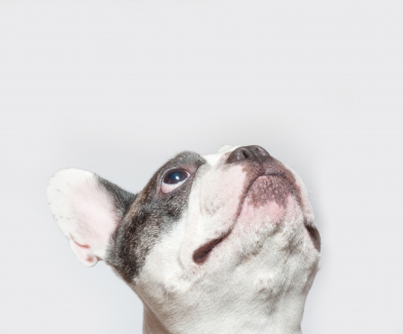 French dog portrait on a white backgroundの写真素材