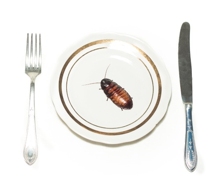 white plate with cockroach on white background