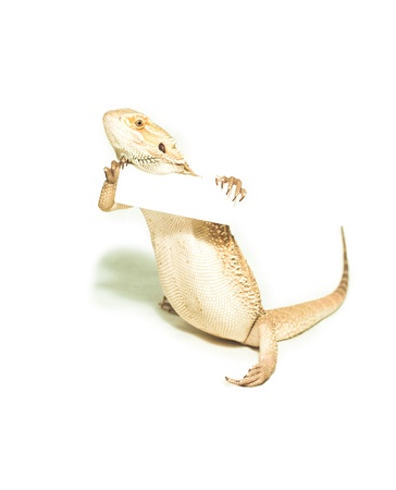 lizard holding card in hand on white background