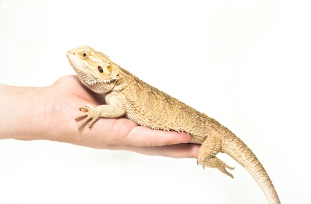 lizard pogona viticeps sitting in hand on white background